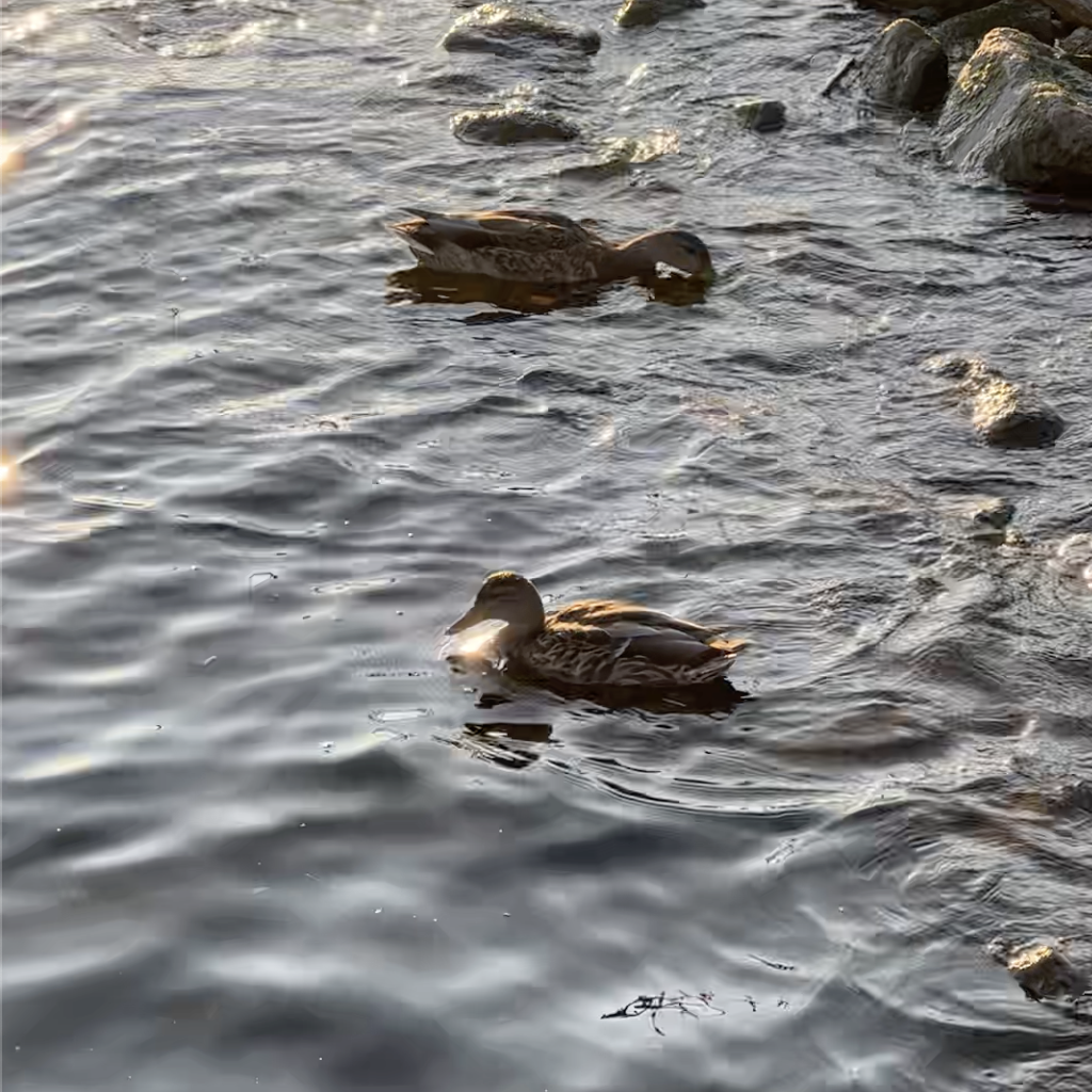 Sounds of water flowing from a lake