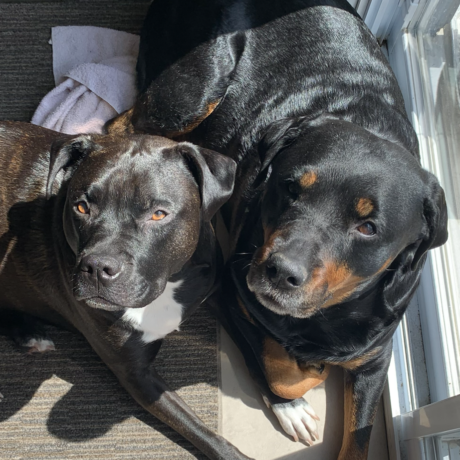 The sounds of dogs barking