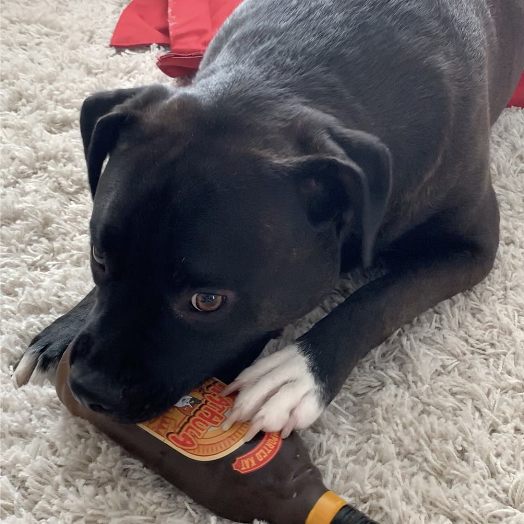 Sound of my dog playing with a squeaky toy